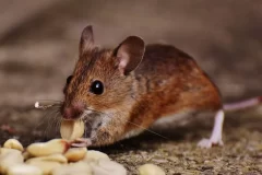 Bahaya Makanan Warteg Dimakan Tikus